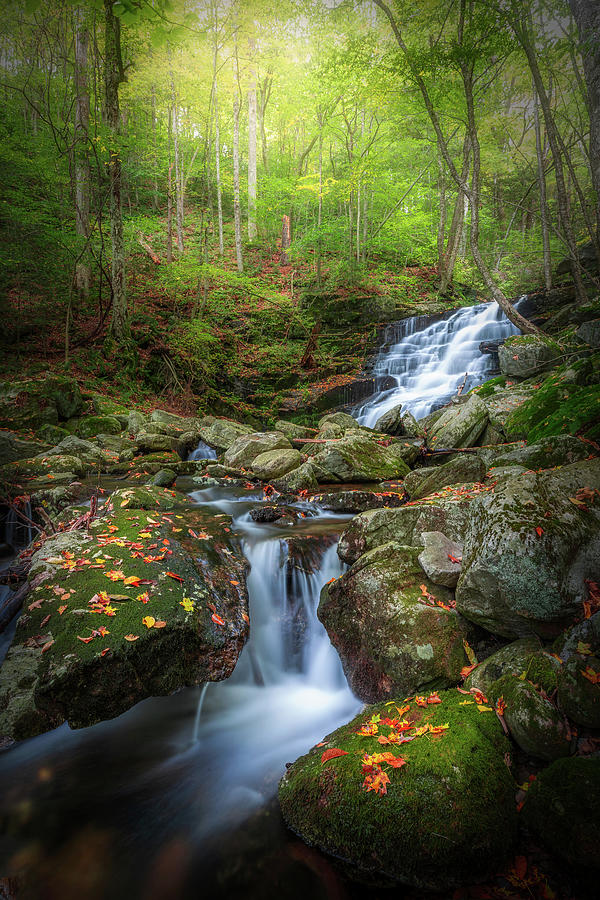 Falls Brook 2 Photograph by Bill Wakeley