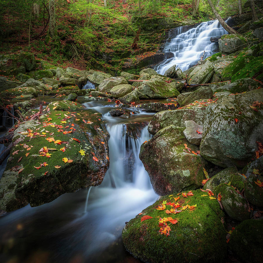 Falls Brook 2 square Photograph by Bill Wakeley