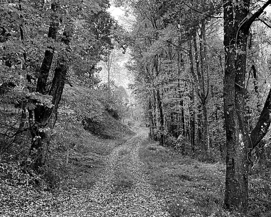 Falls Path Home BW Photograph by Lee Darnell