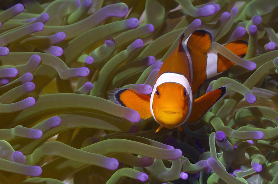 False clown anemonefish in anemone. Photograph by Georgette Douwma