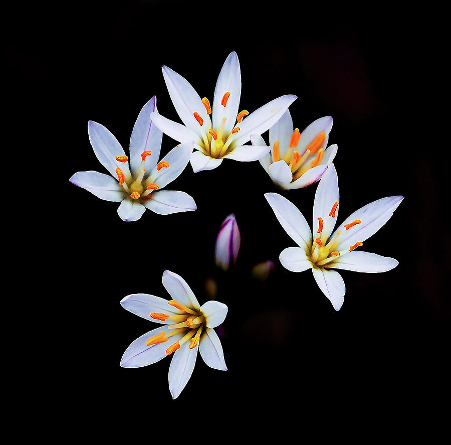 Bloom Photograph - False Garlic Blooms by Jerry Connally