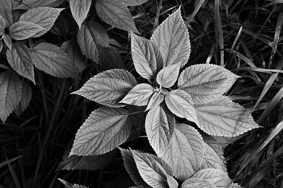 False Nettle Study One Photograph by Todd Bannor