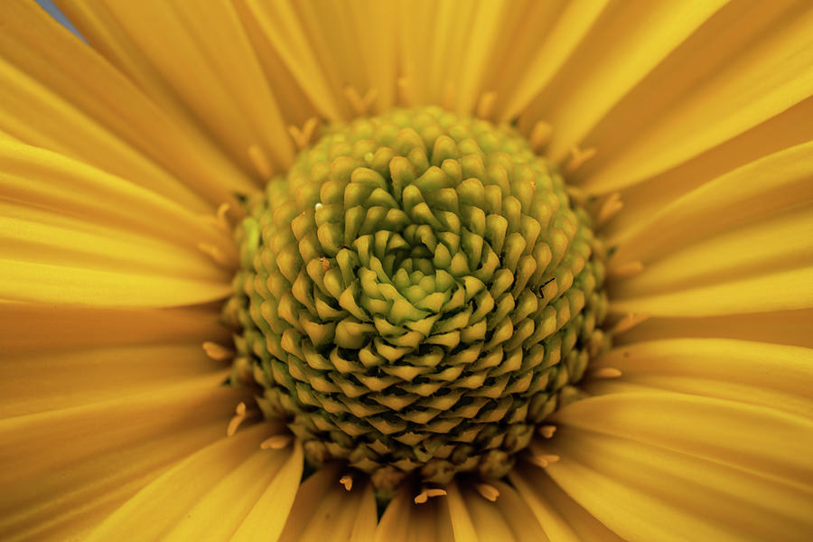False Sunflowers Photograph by Linda Howes