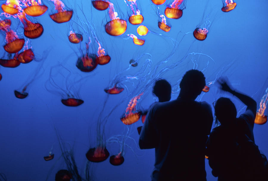 Family And Jellyfish Monterey Bay Aquarium Photograph By Michael Weiser