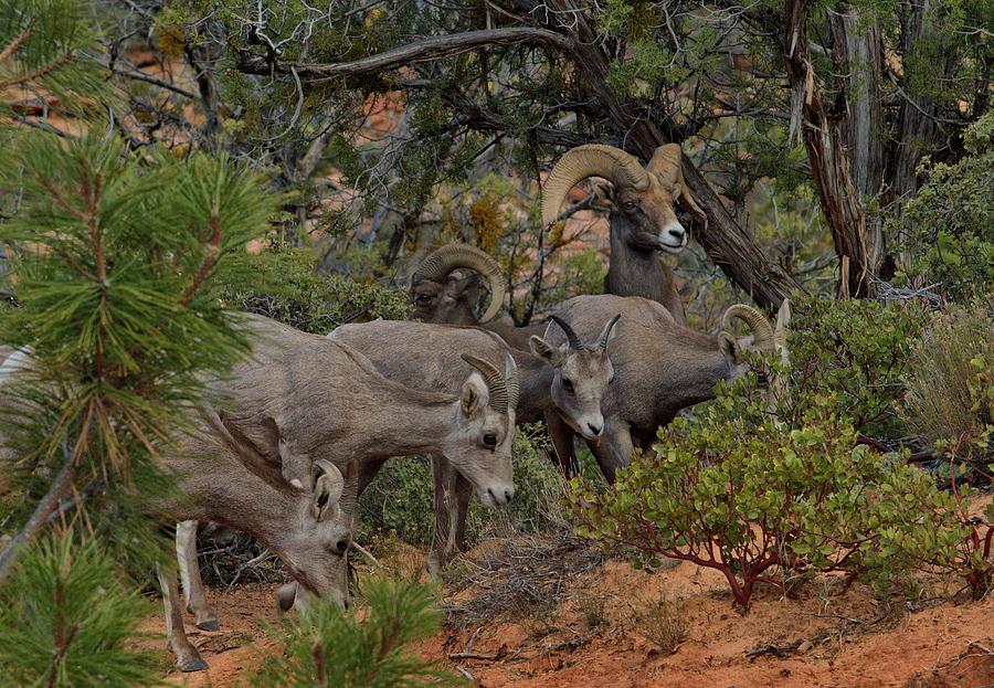 Family Breakfast - Big Horn Sheep Photograph by Stephen Vecchiotti