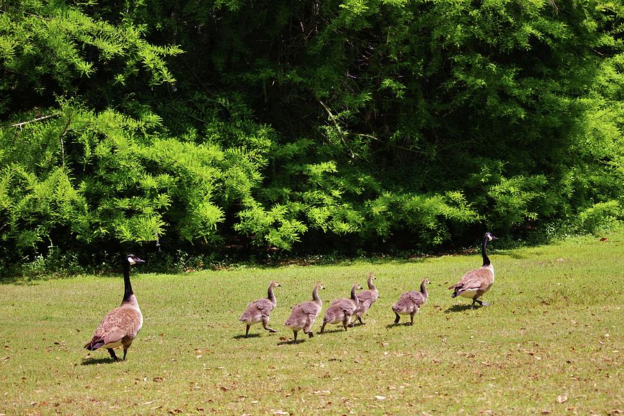 Goose Photograph - Family Flock by Cynthia Guinn