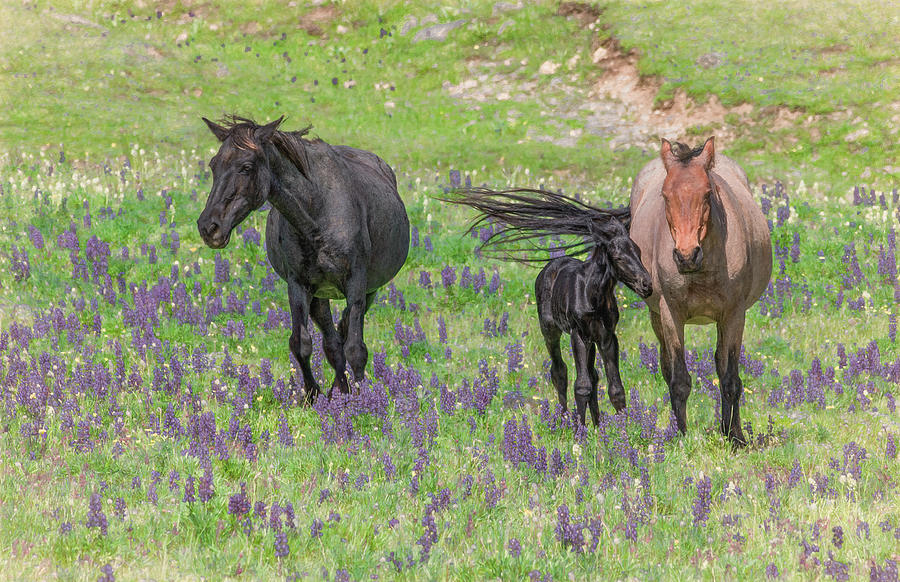 Family Frolic in the Wildflowers Photograph by Marcy Wielfaert
