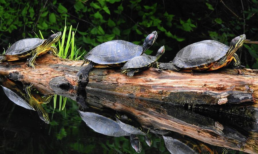 Family Fun Under The Sun Photograph by Donaven Pudoka - Fine Art America