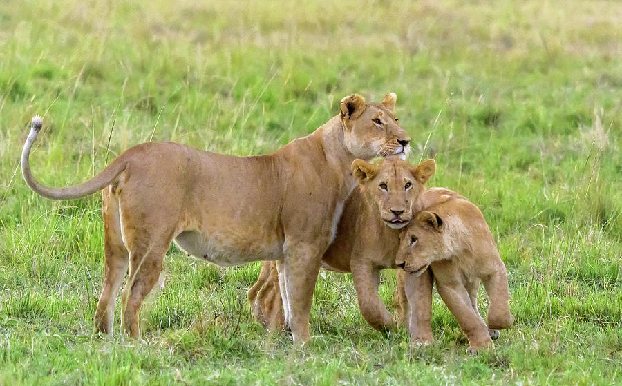 Family Love Photograph by Laura Hedien