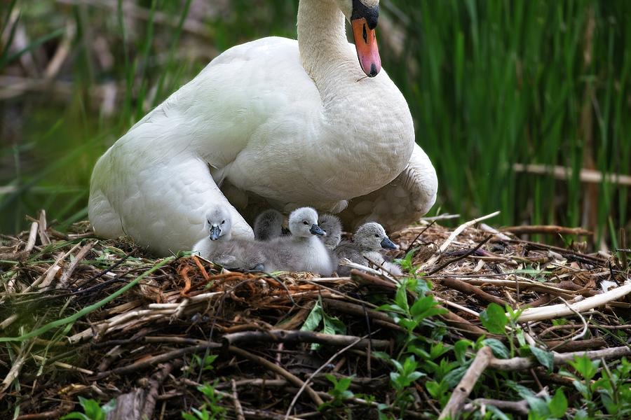 Swan Photograph - Family by Matthew Adelman