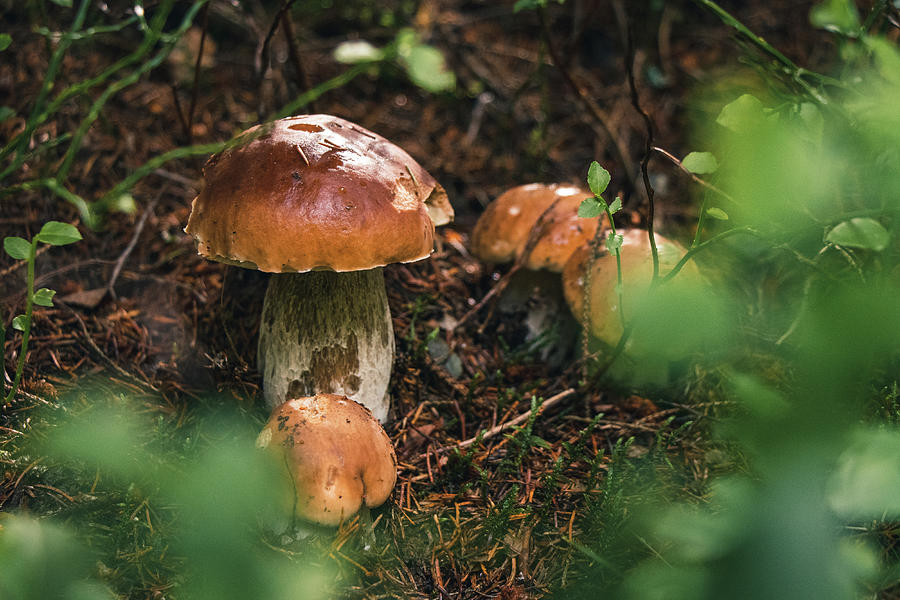 family of beautiful Boletus edulis found among grass and needles in a beautiful spruce forest. Penny bun or Porcino found in family circle. Father with three sons. Mushroom gathering Photograph by Vaclav Sonnek