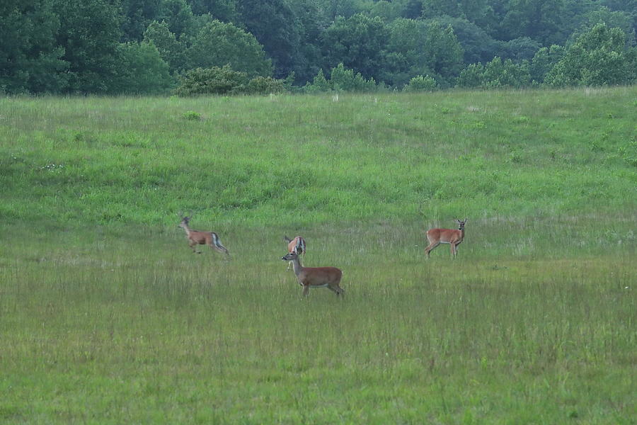 family of deer at the Peaks of Otter, Virginia Photograph by Siyano ...