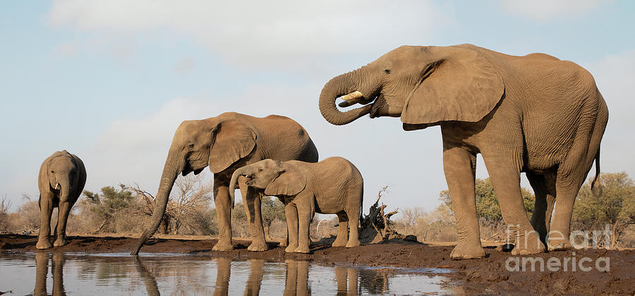 Family of Elephants Photograph by Linda D Lester - Fine Art America