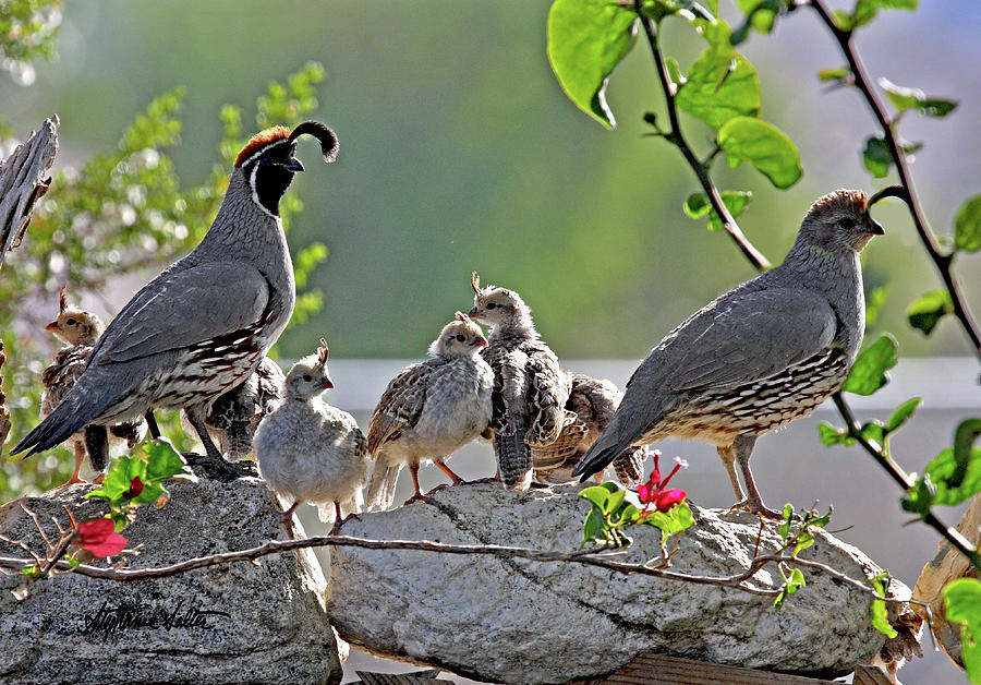 Family of Gambels Quail Photograph by Stephanie Salter