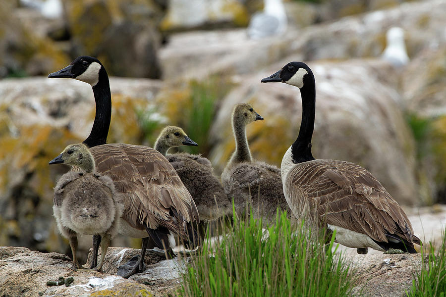 Family of Geese Photograph by Denise Kopko