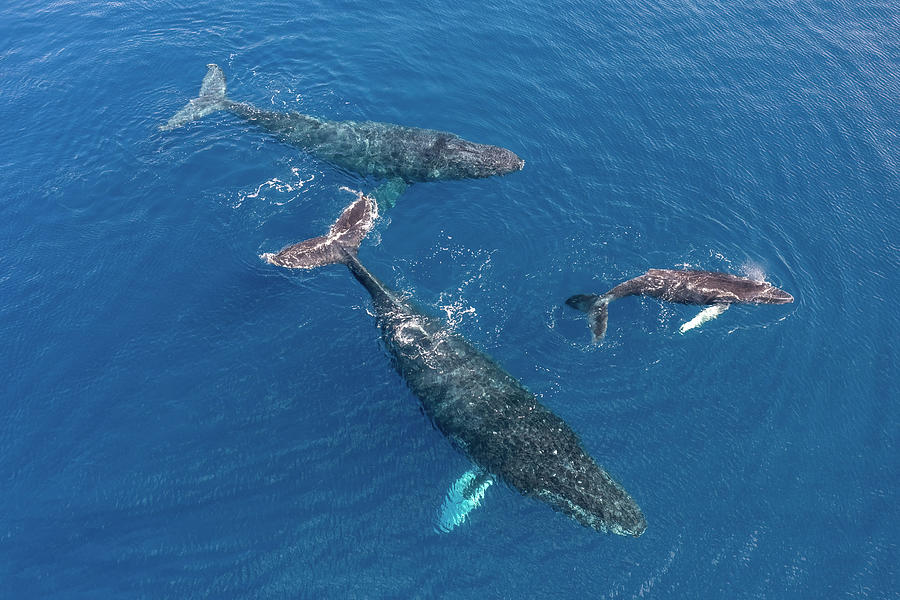 Nature Photograph - Family Of Humpback Whales by Christopher Johnson