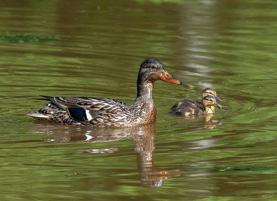 Family of Mallard Ducks DWF0242 Photograph by Gerry Gantt
