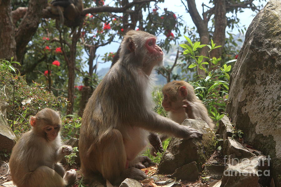 Family of Monkeys - Indian Himalayas Photograph by Aidan Moran