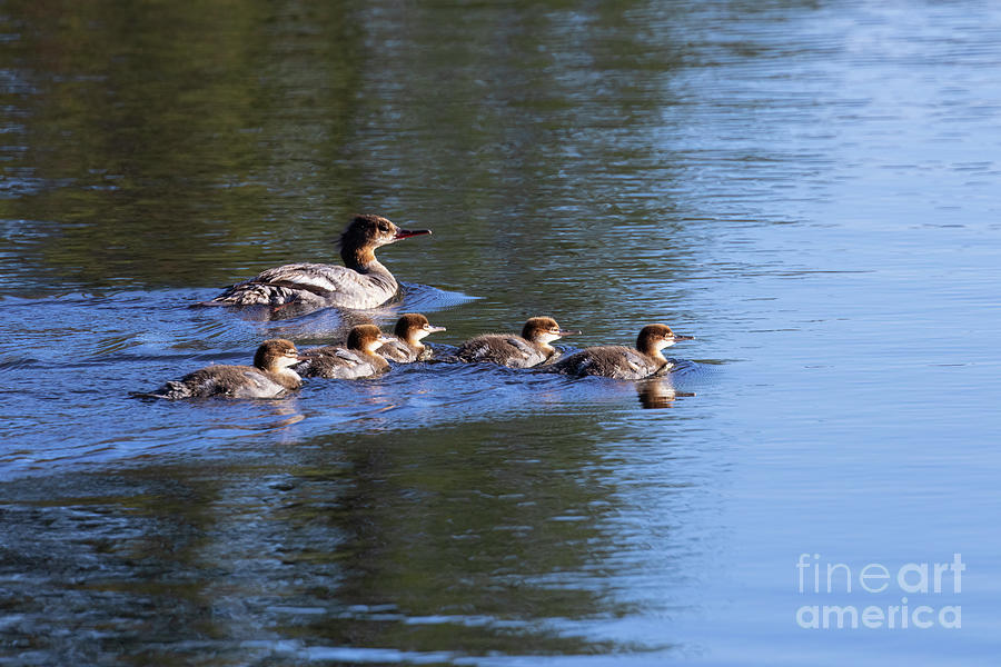 Family Of Red Breasted Merganser Photograph