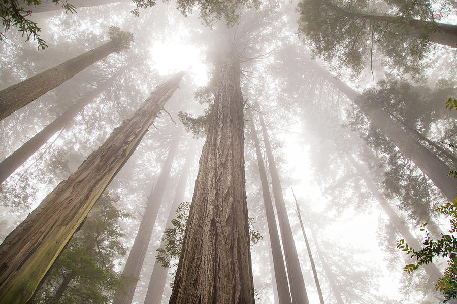 Family of redwoods Photograph by Kunal Mehra