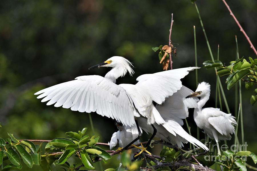 Family Of Snowy Egrets Photograph by Julie Adair