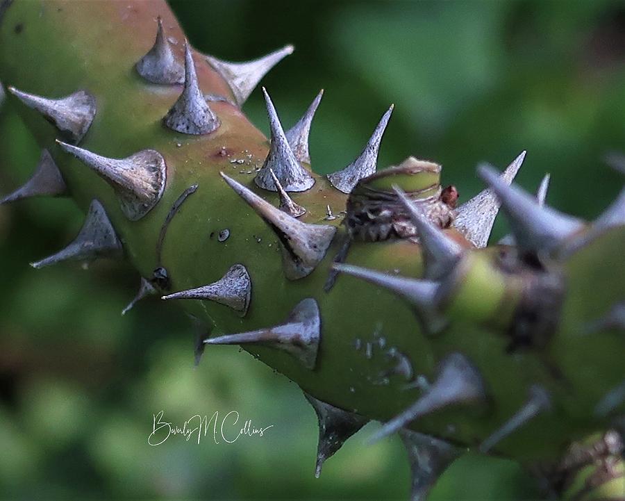 Family of Thorns Photograph by Beverly M Collins