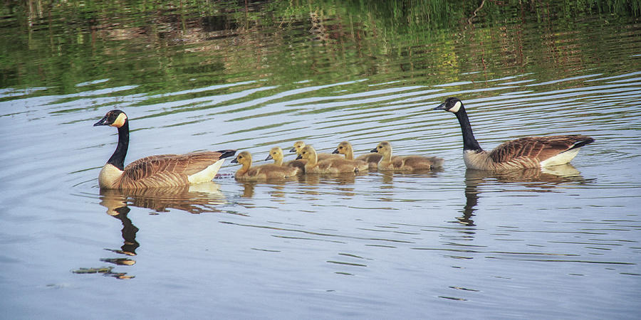 Family Outing Photograph By Linda Goodman - Fine Art America