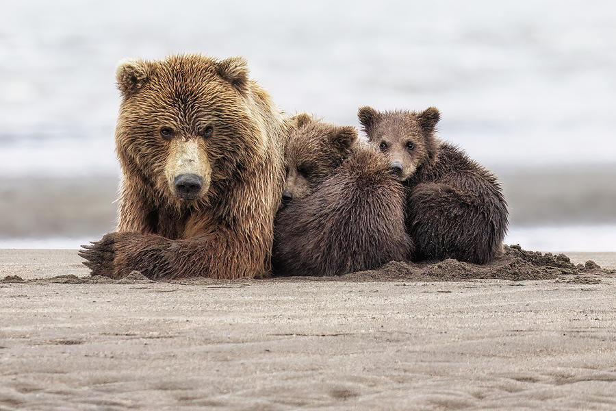 Family Portrait - Brown Bears Photograph by Belinda Greb