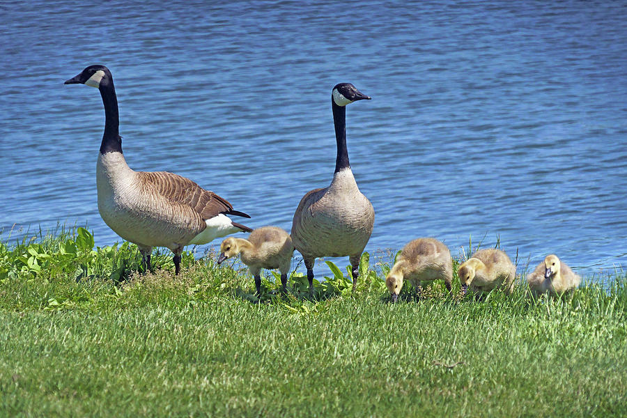 Family Portrait - Canada Geese Photograph by Nikolyn McDonald