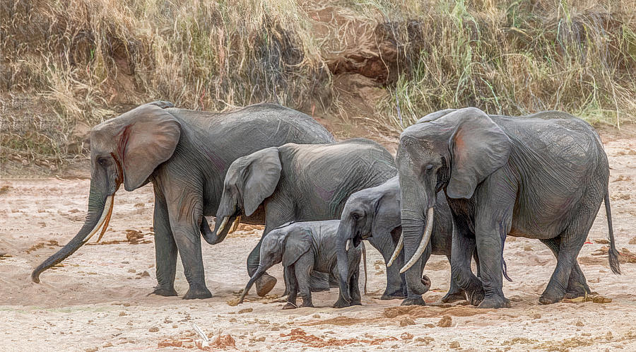 Family Portrait, Elephants in the Serengeti Photograph by Marcy Wielfaert