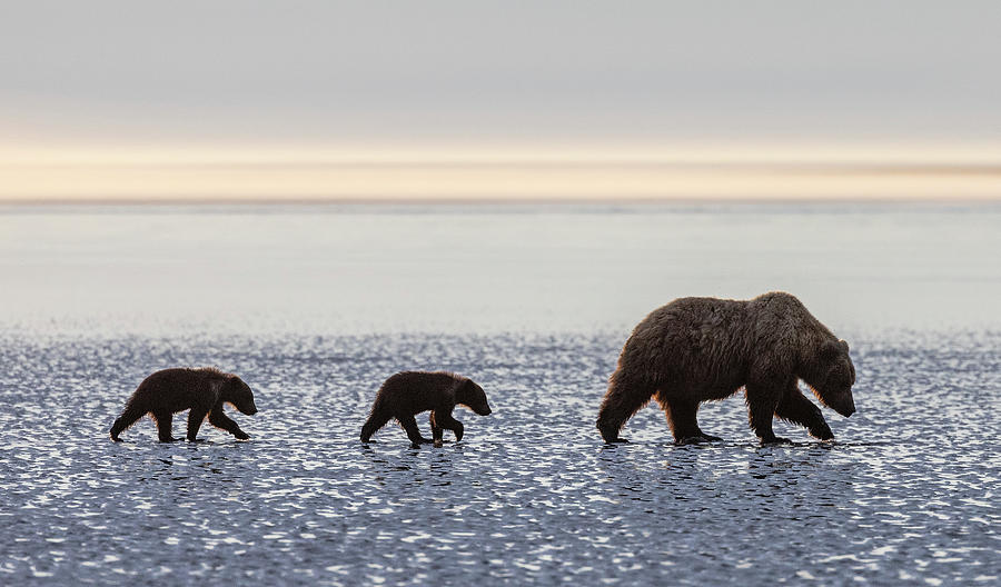 Family Stroll Photograph by Max Waugh