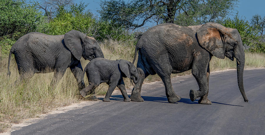 Family Stroll to the Watering Hole Photograph by Marcy Wielfaert