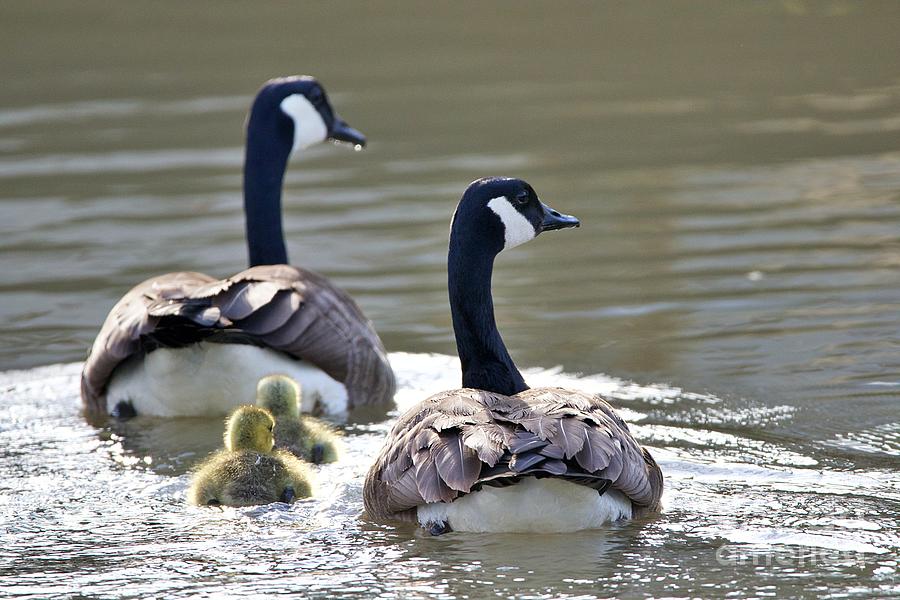 Family Stroll Photograph by Yvonne M Smith