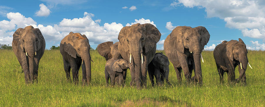 Family Ties - African Elephant Photograph by Eric Albright