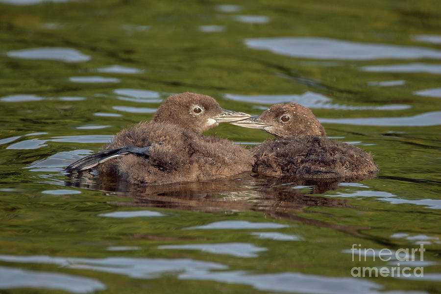 Family Ties - Common Loon - Gavia Immer Photograph by Spencer Bush