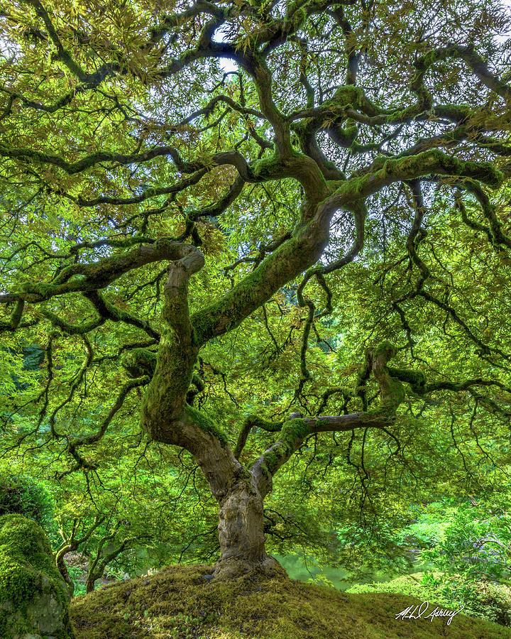 Family Tree Photograph by Michael Ashley Gallery - Fine Art America