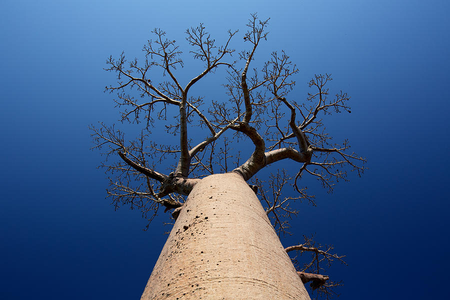 Famous Madagascan Baobab Photograph by David Cayless