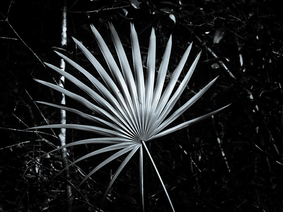 Fan Fern in Black and White Photograph by James C Richardson