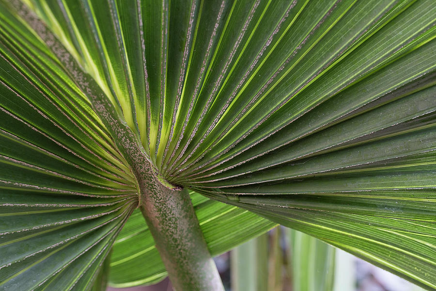 Fan fronds Photograph by Shirley Mitchell