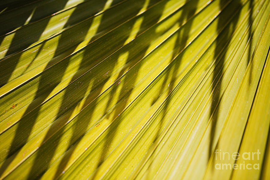 Fan Palm Designer  Photograph by Joy Watson