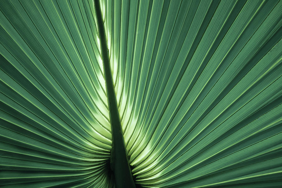 Fan Palm Photograph by Don Schwartz