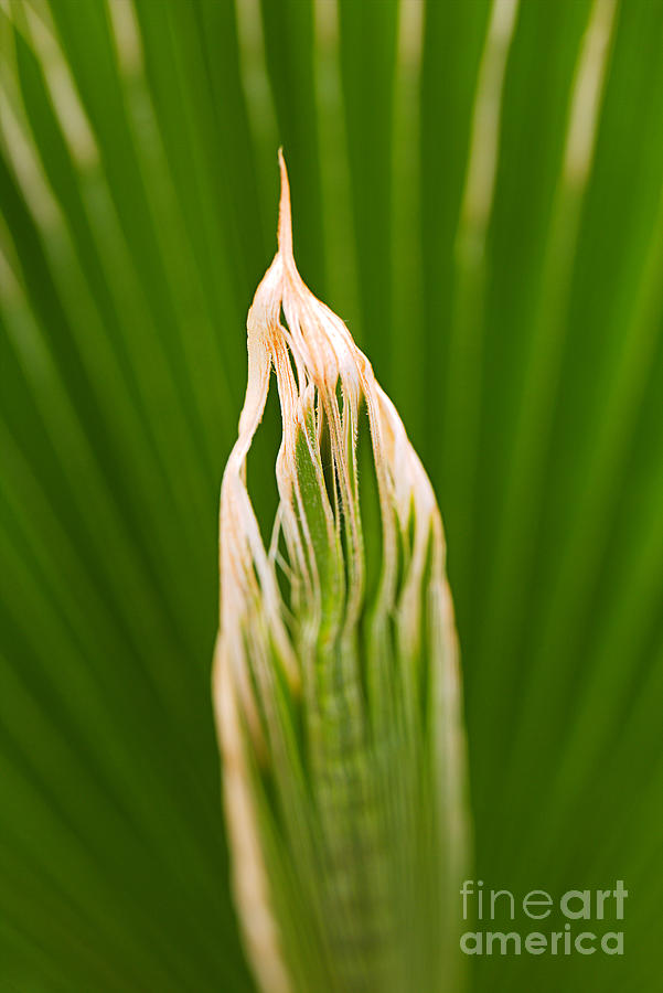 Fan Palm Layers  Photograph by Joy Watson
