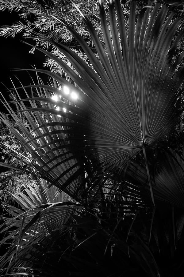 Fan Palm Night Photograph by Liza Eckardt