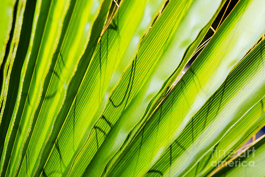 Fan Palm Or Celery Photograph by Joy Watson
