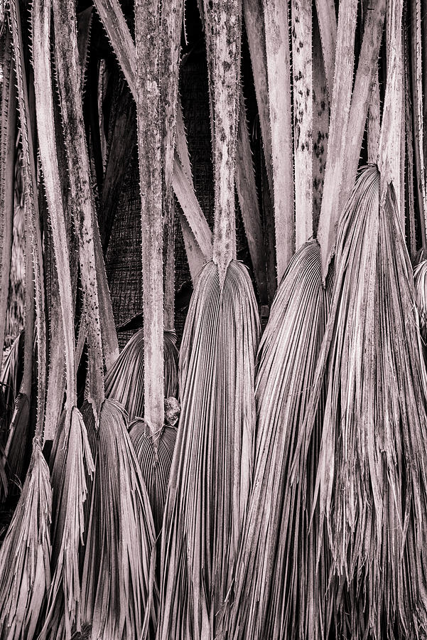 Fan Palm Tree Details  Photograph by Steven Ainsworth