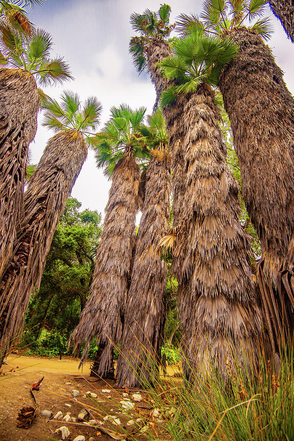 Fan Palm Trees I Photograph by Steven Ainsworth