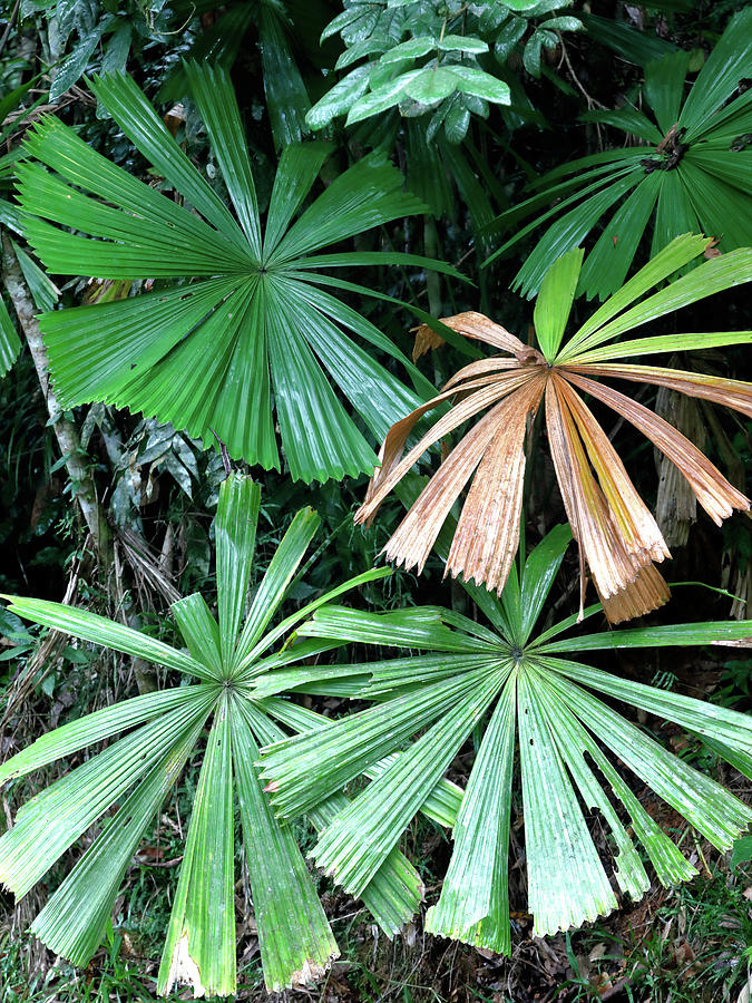 Fan Palms 2 Photograph by Nicholas Blackwell