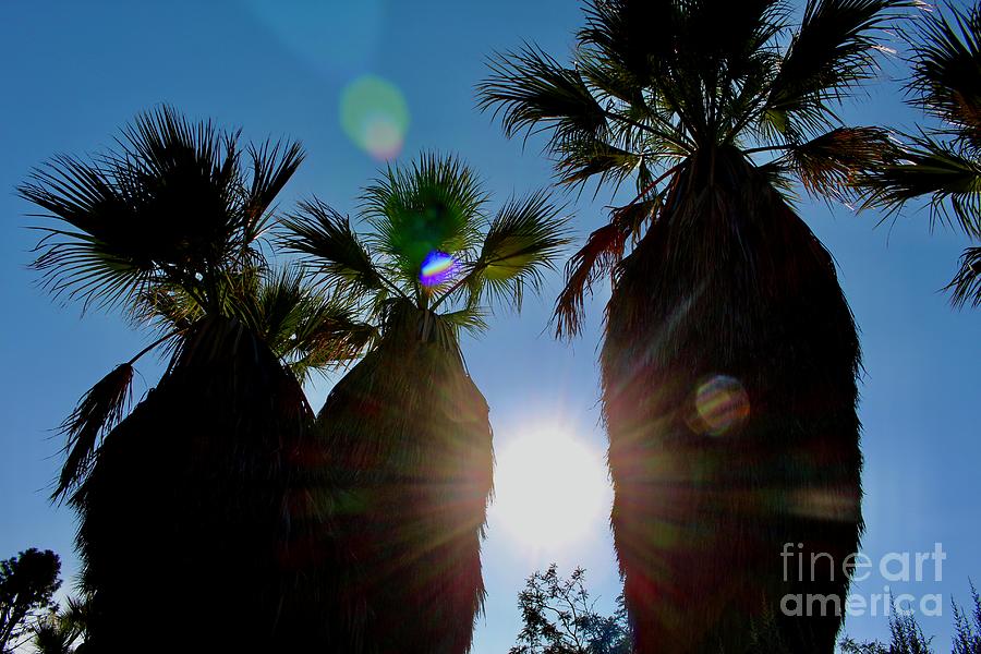 Fan Palms and Sunshine Photograph by Katherine Erickson