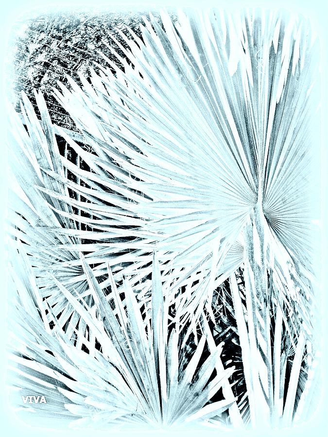 Fan Palms au  Naturel Photograph by VIVA Anderson