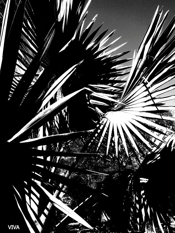 Fan Palms - B--w  Abstract Photograph by VIVA Anderson